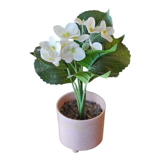 white hydrangea blossoms plant