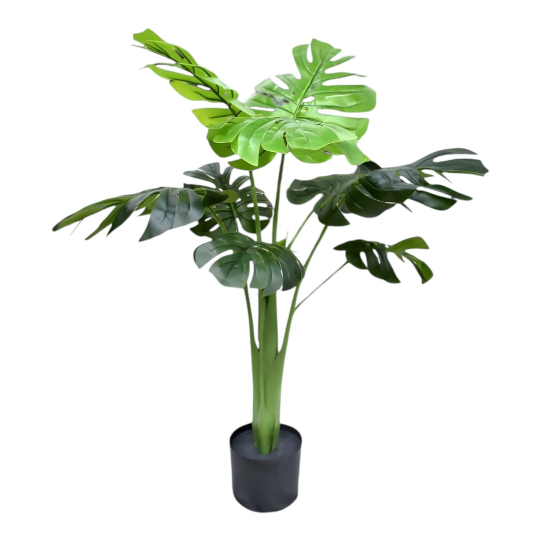plant monstra m