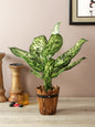 Artificial Dieffenbachia Plant – 1.7 Feet Tall, Green