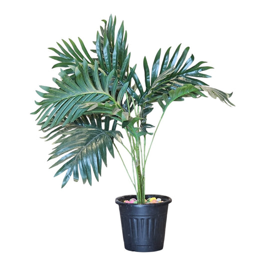 plant palm 2.5 ft