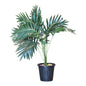 plant palm 2.5 ft