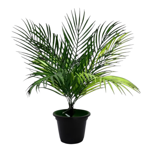 plant palm small