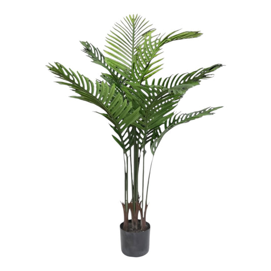 plant palm 4 ft