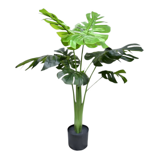 plant monstra m